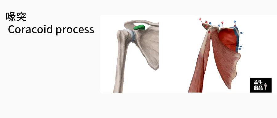 肩关节与肩胛骨的结构图,肩胛骨深层肌肉解剖图