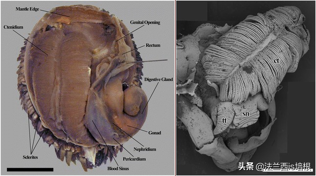 不吃饭的甲壳虫,深海蜗牛怎么吃