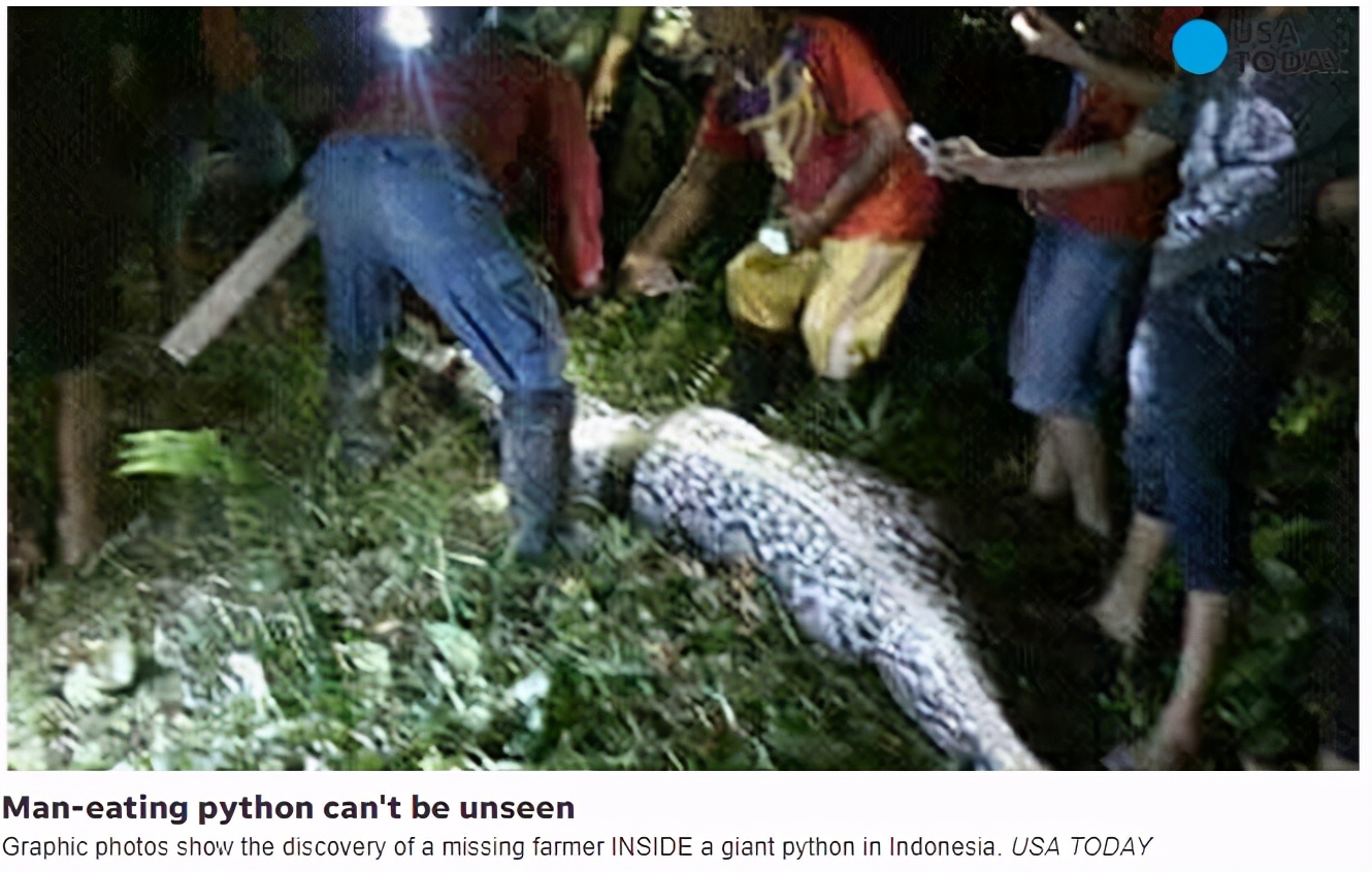 蟒蛇吞蛇被撑死,蟒蛇被眼镜蛇吞