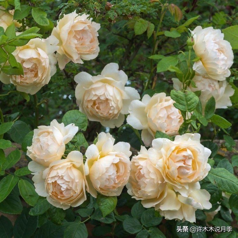 25个经典藤本月季大盘点。种一颗花满墙，新手好养长得快