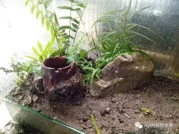 黄缘龟多大可以进环境造景,黄缘龟造景用陶粒还是火山石