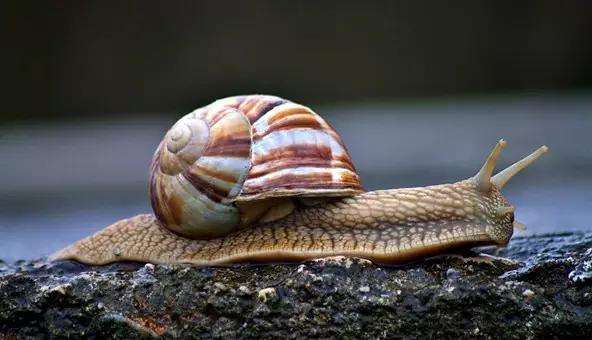 蜗牛养殖是假是真,蜗牛养殖能赚钱吗
