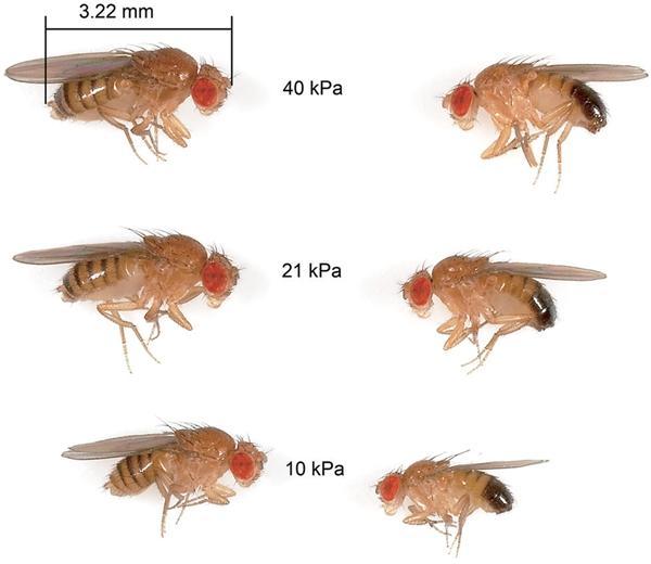 远古时期巨兽,盘点远古巨兽有多强