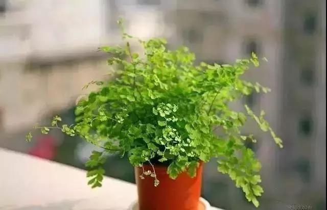 什么植物甲醛吸附好,房间里吸收甲醛的植物有哪些