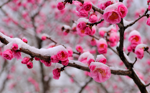 梅须逊雪三分白雪却输梅一段香,雪却输梅一段香是什么修辞手法