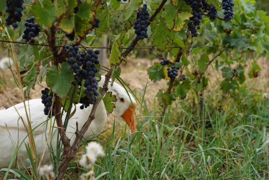 中国宁夏葡萄酒走向世界,宁夏葡萄酒从这里走向世界