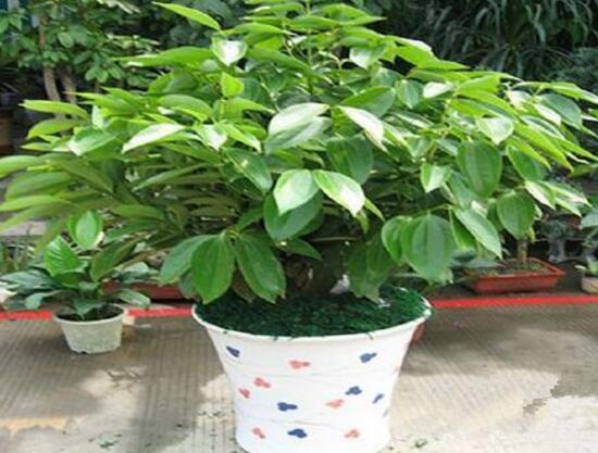 平安树有什么寓意和好处,平安树有什么好处