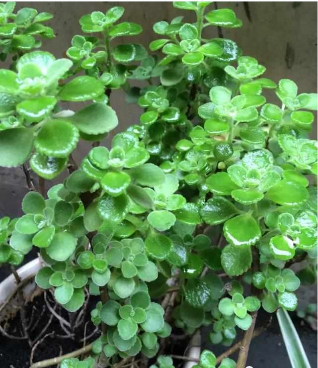 好养又散发氧气的盆栽,室内四季开花好养带香的盆栽