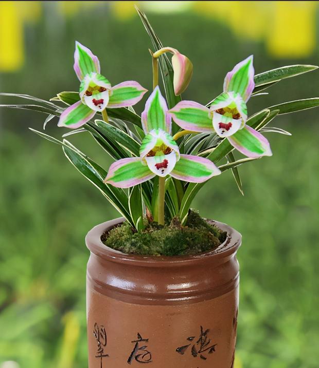 最浓香最好养墨兰名品图片大全,墨兰幽香四溢的养殖方法