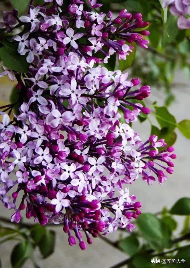 一至十二月的花期,12月到2月份的花期