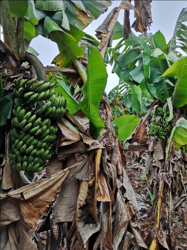 热带雨林中的蓬莱,热带岛屿游玩攻略