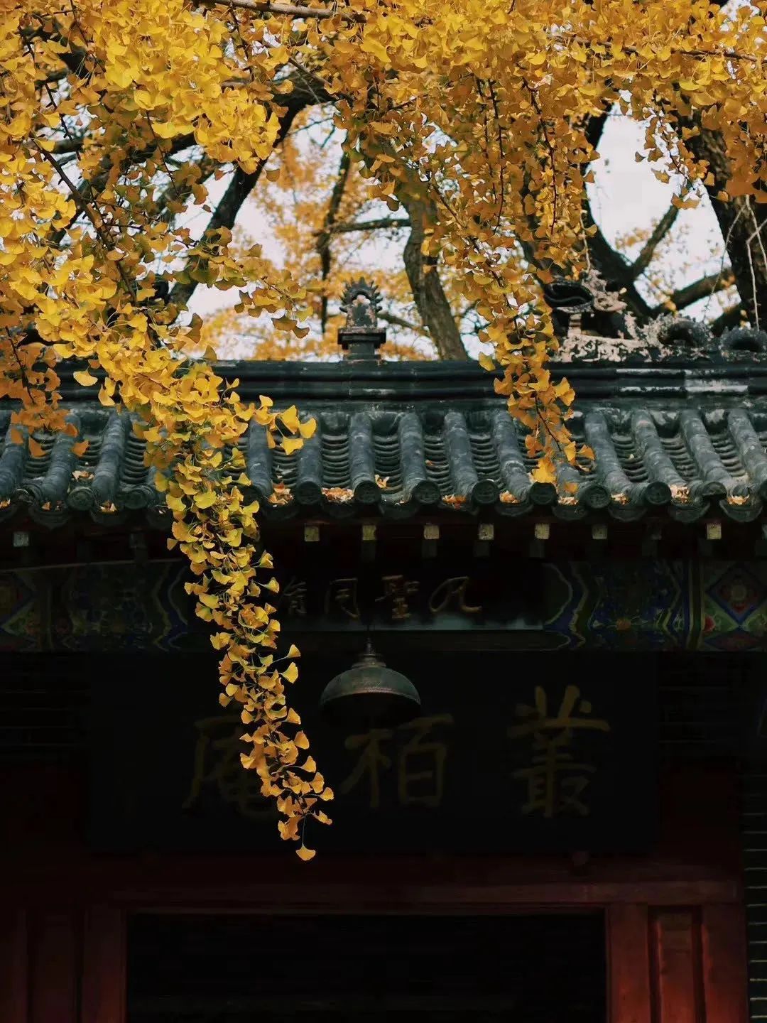 黄了！山东爆火的“银杏林”，千余亩的曼妙绝伦，只等你来！