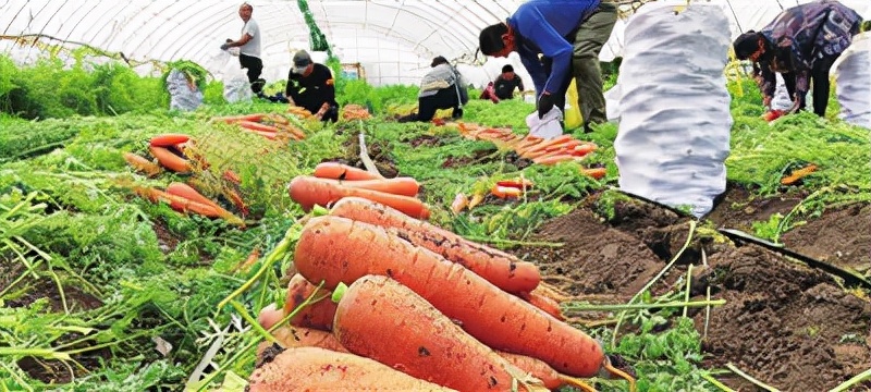 铁岭“神州胡萝卜第一村”的小康路