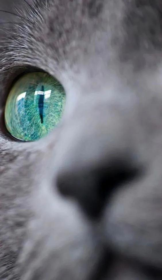 猫眼中好看的猫照片,猫眼猫咪原图