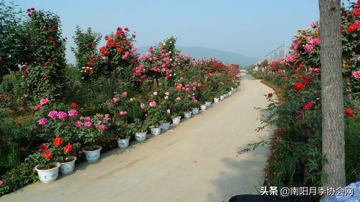 南阳月季欣赏的地方,南阳大月季