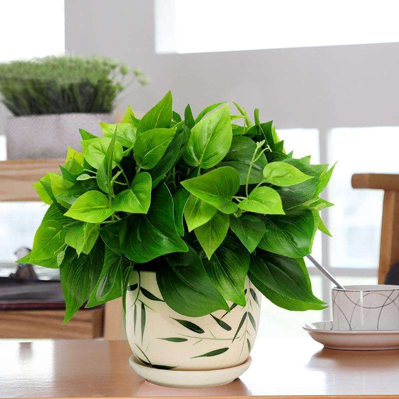 在家里养什么最方便最好,室内种植或者养殖什么合适