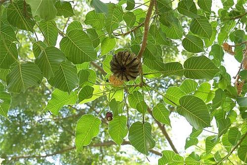 6个可能会夺走你性命的“可怕树木”，看到需要立即逃命