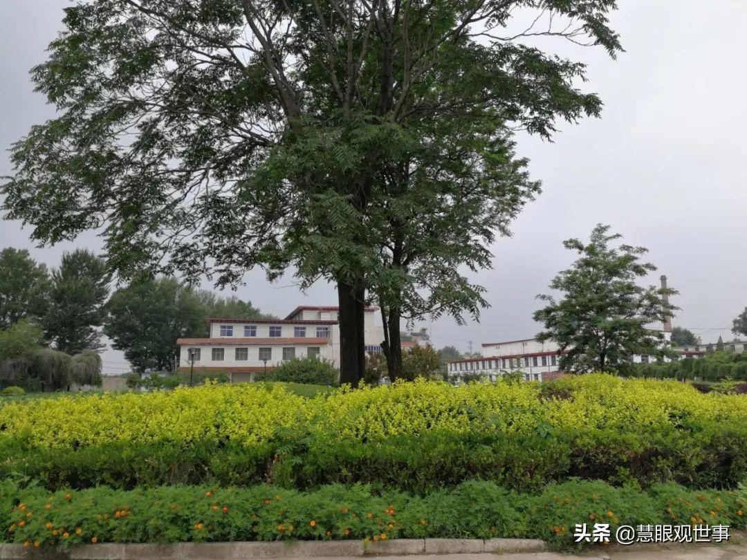 侯氏三杰的坎坷分配路:3.侯沧海努力终有回报