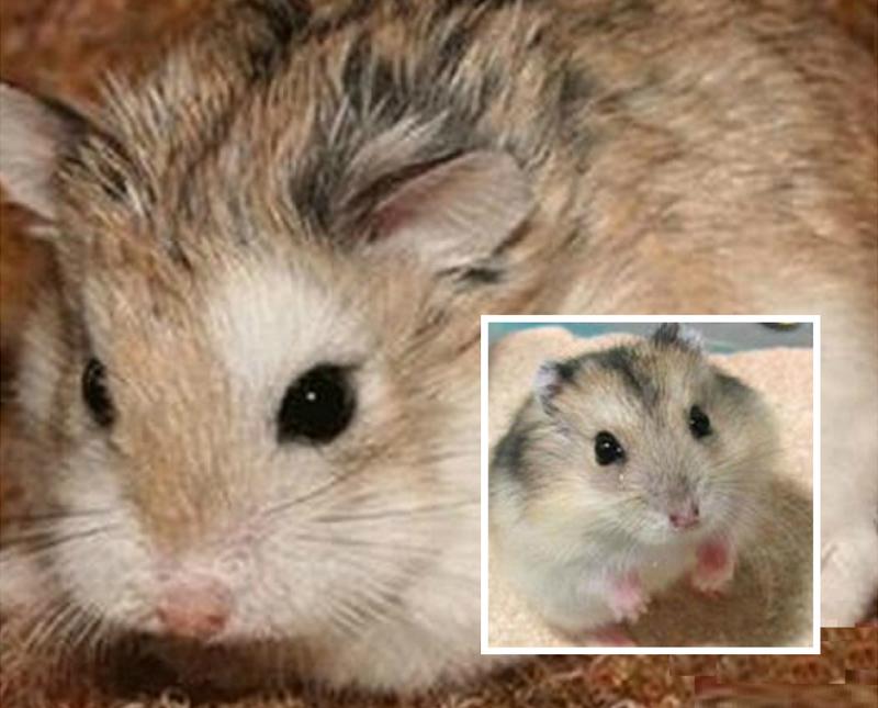 仓鼠中最好养活的几种仓鼠,最容易养的宠物仓鼠