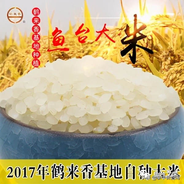 “鱼米之路”文学征文（2）：鱼台米稻香