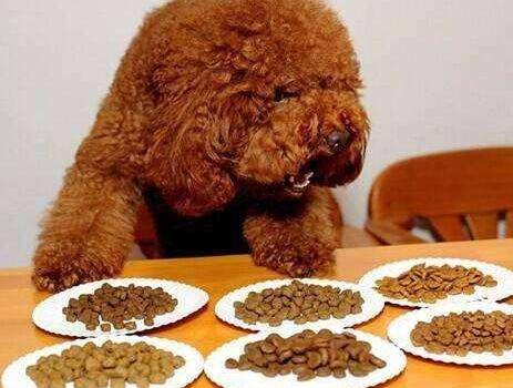 泰迪褪色的五大原因你知道几个,泰迪鼻子褪色吃微量元素有用吗