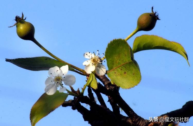 社群招商文案模型大全,如何写出好的招商文案
