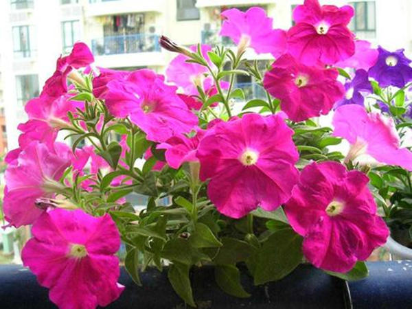 阳台空荡平平无奇，简单设计，变成百花齐放、逞娇呈美小花园