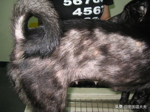 狗狗掉毛皮肤发红怎么治,狗狗掉毛发痒用什么药