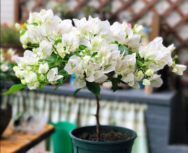 30种好看的盆栽花卉,最好养的大型室内盆栽