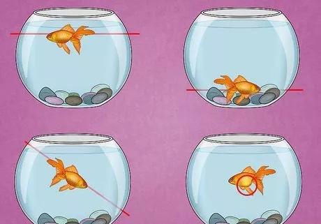 怎么治疗鱼的失鳔病,鱼失鳔症怎么治疗