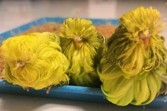 虎皮鹦鹉一共几种颜色,虎皮鹦鹉哪个品种最聪明