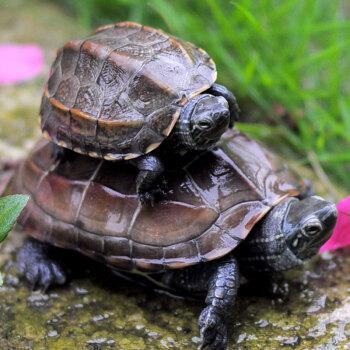 鳄鱼龟腐甲会影响生长吗,龟腐甲是什么原因造成的