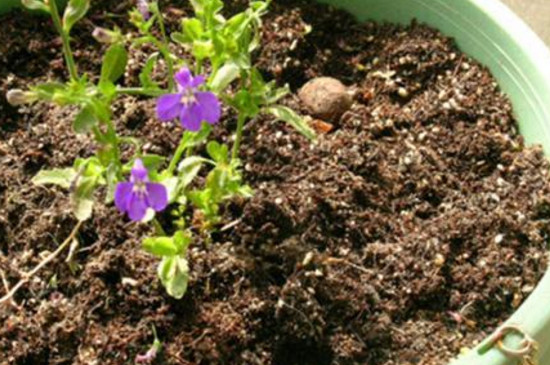 黄土怎样变肥沃,怎样把黄土变田园土