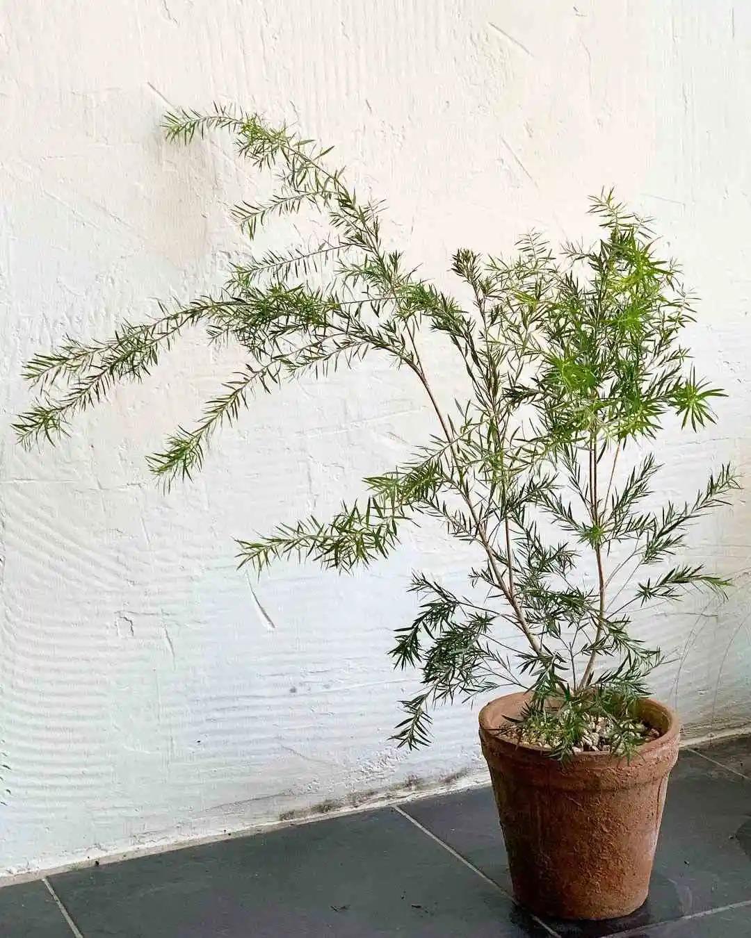 网红必备的高颜值绿植,ins风的网红绿植