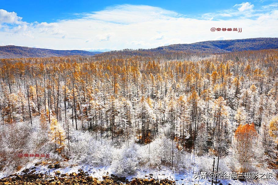 在莫尔道嘎，我遇见了最美的秋雪