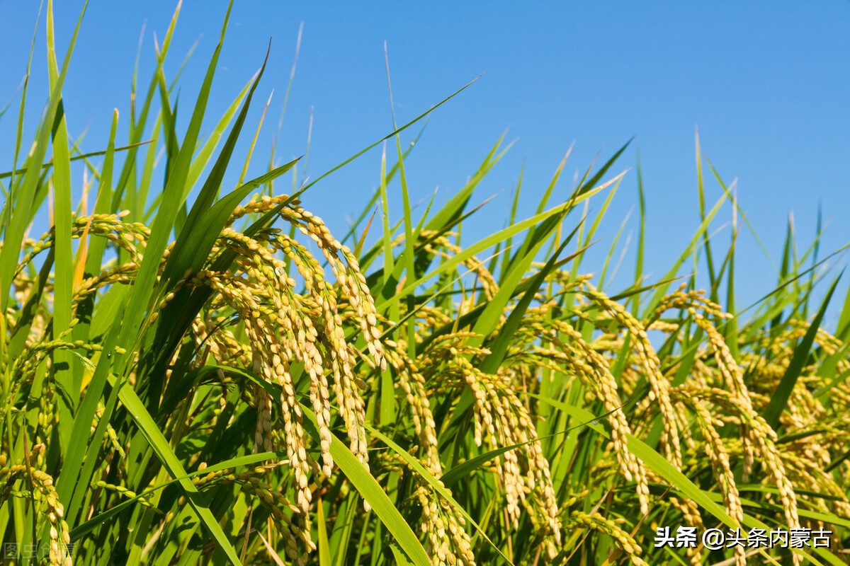 内蒙古的稻米之乡,兴安盟稻米之乡简介
