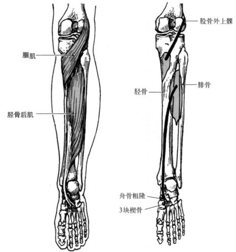 踝关节体态评估,体态评估如何评估踝关节内外翻