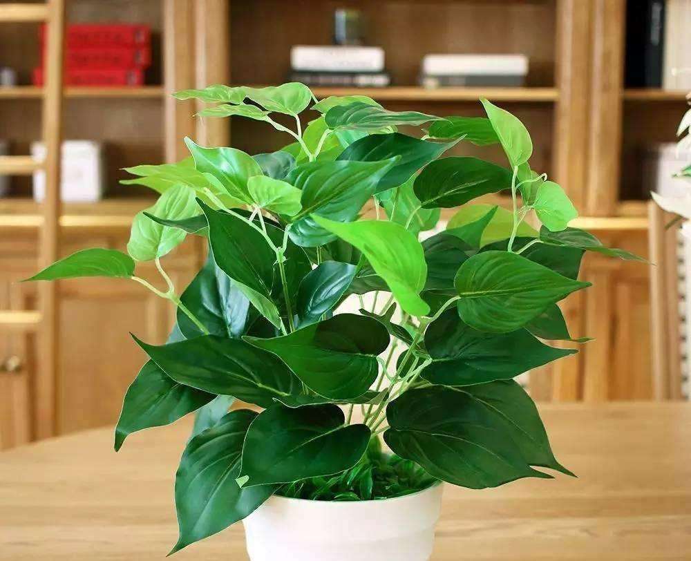 绿萝有顽强的生命力非常好养护,绿萝怎样才能四季常青