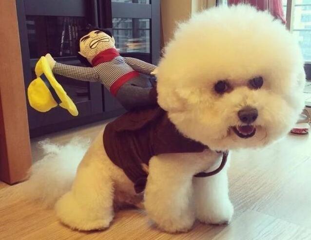 比熊犬为什么吃东西就吐,比熊犬为什么吃墙灰