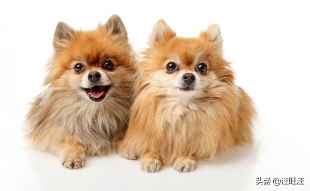 博美怎么知道它的性格,博美狗的基本知识