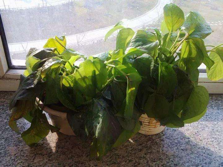 绿萝冻伤,绿萝被冻伤怎么补救