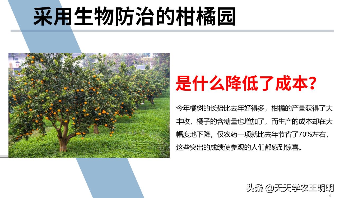 捕食螨除红蜘蛛,捕食螨灭红蜘蛛视频