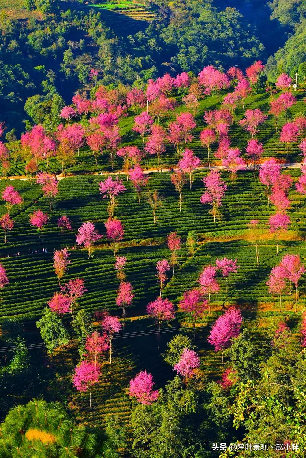 踏春寻美景,踏春赏花梯田漫步