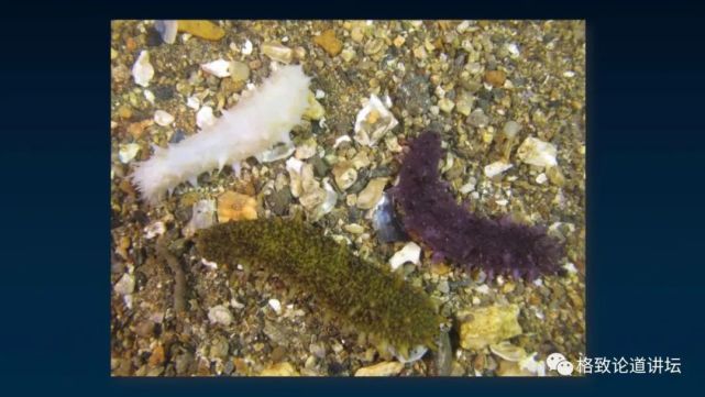 除了能提高人体免疫力，这个“肥宅”还是海底清道夫