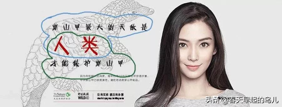 穿山甲报应,报应啊