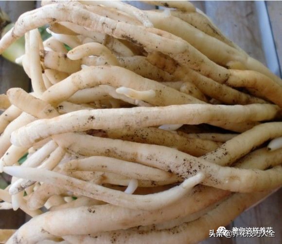 君子兰小白虫用什么家庭药处理,养了20多年的君子兰烂心了