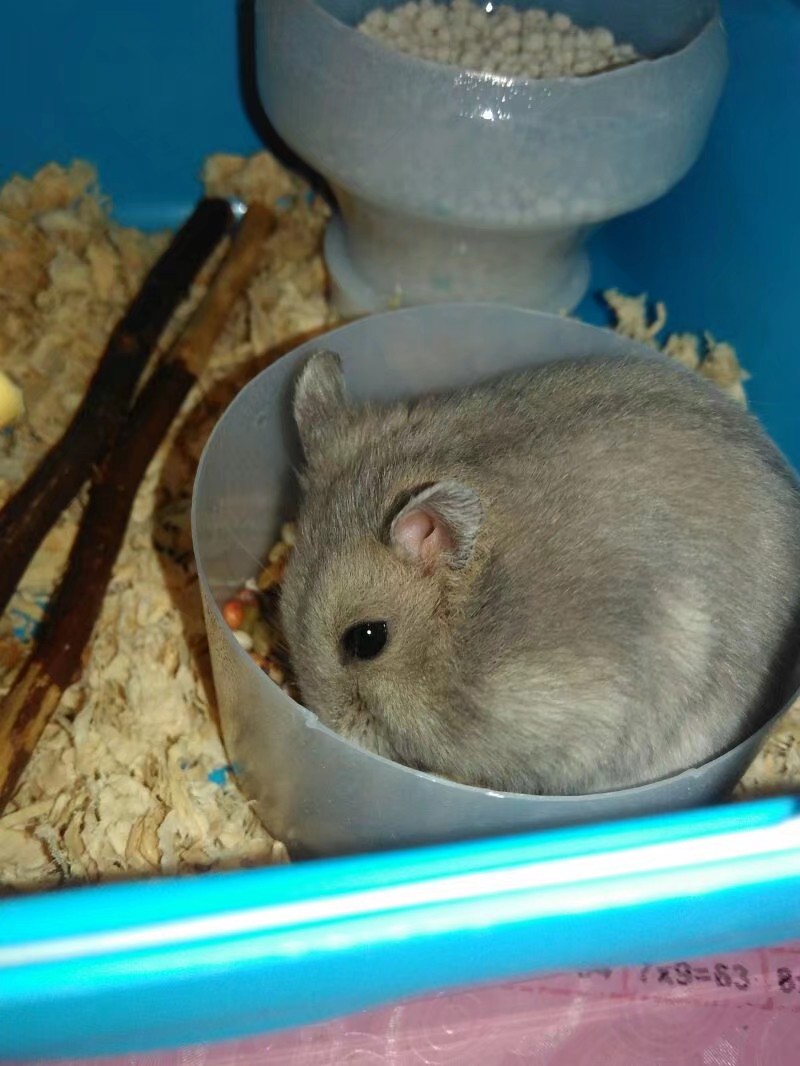 小学生养仓鼠注意事项,仓鼠小学生养要注意点什么