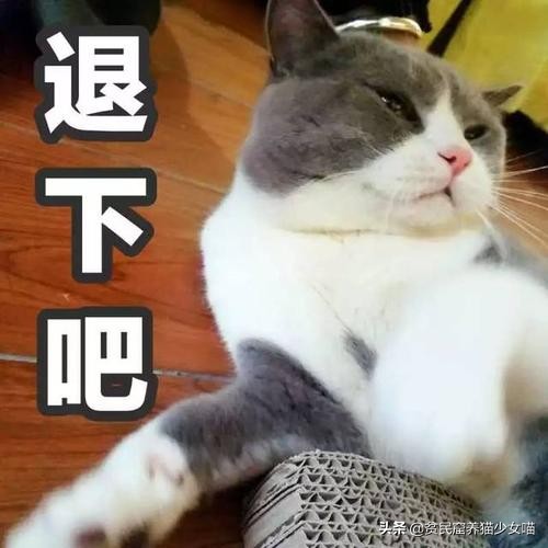 撸猫三招,撸猫三步法