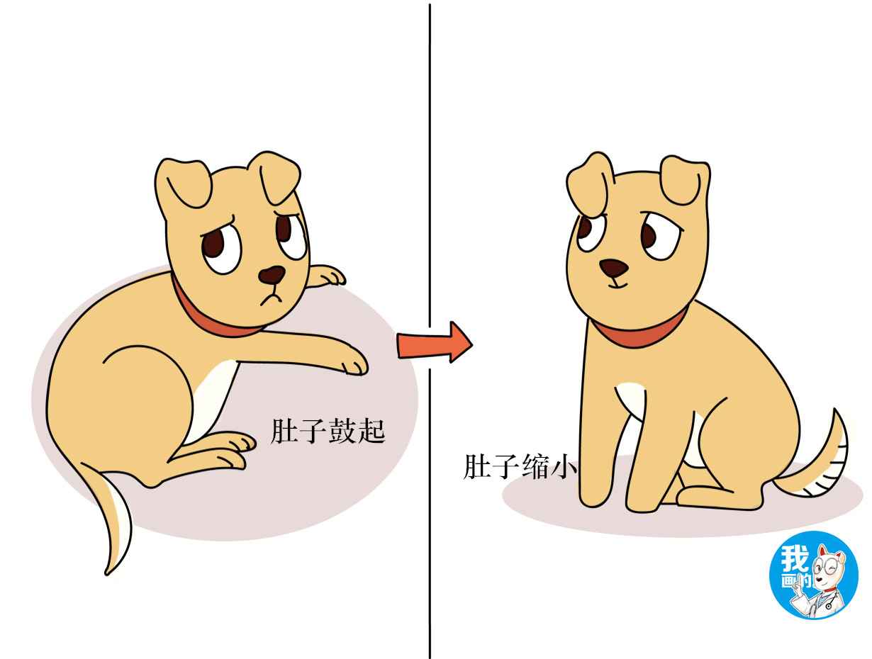 狗狗患上假妊娠是不是很严重?别担心,症状轻微可以自行好转