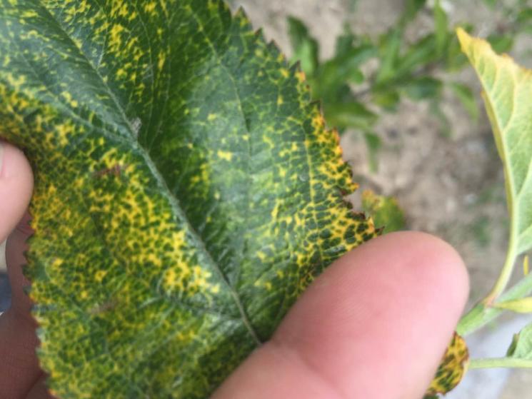 苹果病毒病预防,苹果病毒最佳防治方法